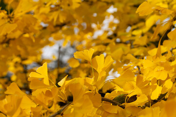 Yellow gingko leaves