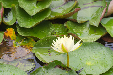 夏の雨降りの池　ハスの花で糸蜻蛉が休んでいる01