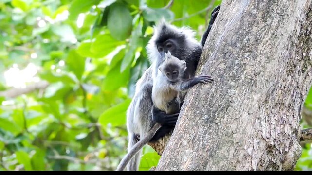 A mother silvered langur and her infant cling to a thick tree trunk, amidst lush green foliage.