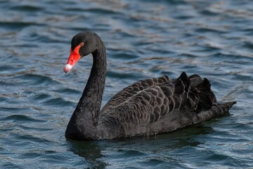 Fototapeta premium Black Swan - Elegant Water Bird Photography