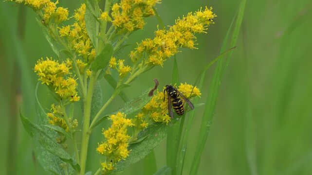 A yellowjacket hornet collects nectar from yellow wildflowers. The background is blurred and consists of light green, subdued tones.
