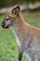 A close-up portrait of a wallaby on a green background.  