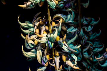 Beautiful Jade vine or Emerald vine flower blooming. Strongylodon macrobotrys. also known as jade vine, emerald or turquoise jade vine, grows in a garden in Brazil