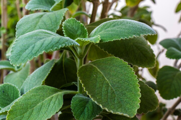 Selective focus of Boldo. Green plant named Boldo da Terra in Brazil. Plant used to make tea e products medicinais;