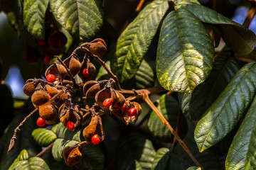 Goat eye seed used in decoration and handicrafts, Endemic tree of Brazil - Ormosia arborea