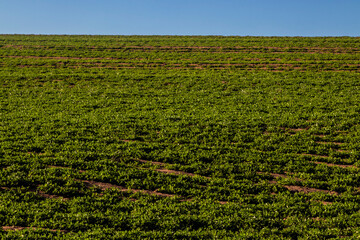 View of a peanut plantation on a farm in the rural area in Sao Paulo state; The region is one of...