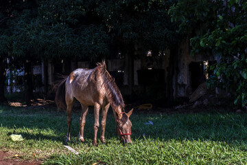 Naklejka premium Animal care. The horse is used but not well cared for. Its coat is disheveled and it eats the grass next to the ruins of a railway station in Brazil.