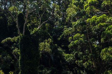 Tropical trees in the jungle forest on a mountain hill n Brazil. Top view