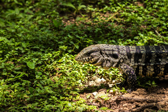 Black and white tegu (Salvator merianae) in its natural habitat in Brazil. A large, omnivorous reptile native to South America.