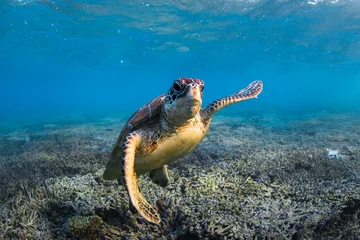Fototapeten Schildkröte A green sea turtle glides gracefully over a coral reef in the clear waters of Lady Elliot Island, Queensland, Australia.  © Gary