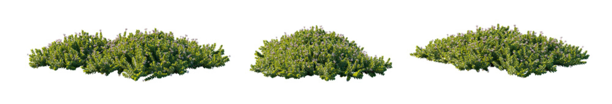Arctostaphylos (Manzanita, Bearberry) low-growing, spreading evergreen shrub with flowers isolated png on a transparent background premium cutout