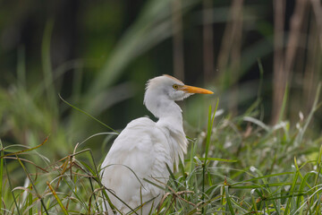 Western Cattle-Egret (Ardea ibis)