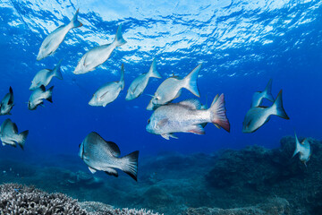 A large school of reef fish swims over a coral reef in the clear waters of Lady Elliot Island, Queensland, Australia.