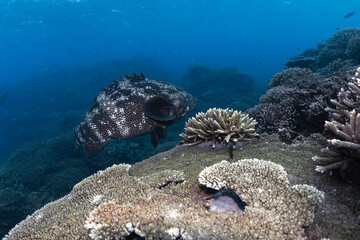 A giant grouper swims over vibrant coral formations in the clear waters of Lady Elliot Island,...