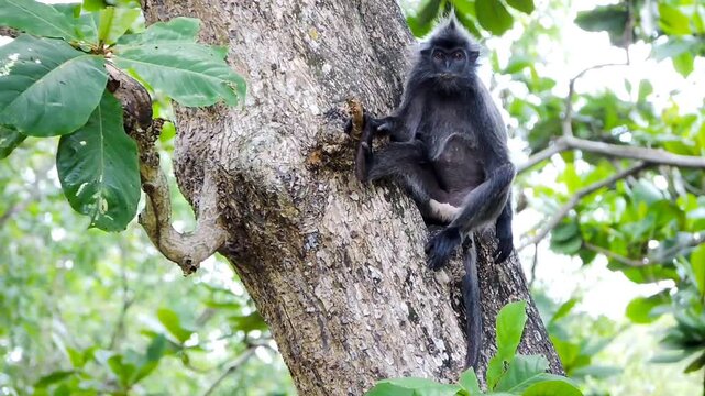 A black monkey clings to a weathered tree trunk, its gaze fixed on something unseen.