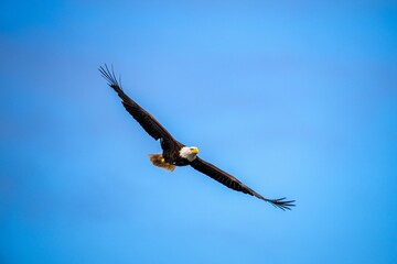 Majestic bald eagle soaring in clear blue sky.