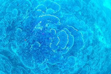 An artistic view of a coral reef at Lady Elliot Island, Queensland, Australia, captured with a blue filter for an abstract underwater effect.