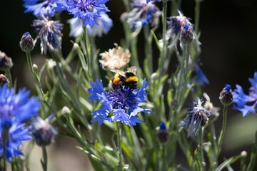 Bumblebee on Blue Cornflowers