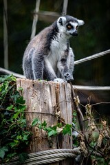 ring tailed lemur