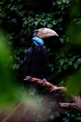 Fototapeta premium bird in a tree