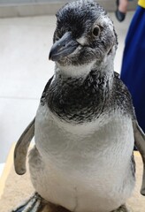 Naklejka premium Pinguim imperador - Aptenodytes forsteri - Ave da família Spheniscidae - pinguins. Os adultos podem medir até 1,22 metros de altura e pesar até 37 kg.