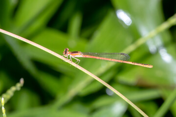 Slender Orange Damselfly with Clear Wings on Grass Blade