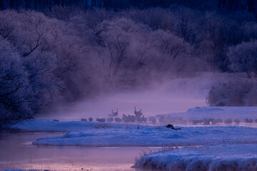 霧の音羽橋と朝霧に佇むタンチョウ / Red-Crowned Cranes in Morning Mist from Otowa...