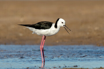 Pied Stilt Alone in Flat Coastal Wetland (Himantopus leucocephalus)