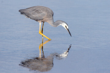 White-faced Heron Hunting in Shallow Water