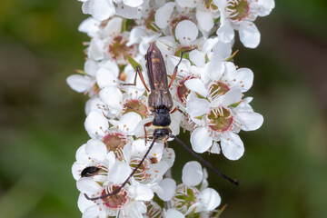 Wasp Mimic Longhorn Beetle on White Flowers