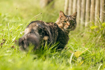 Tabby cat outdoors in natural light – relaxed feline in summer setting