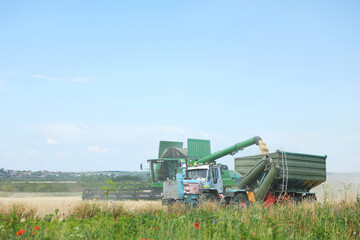 Combine harvester unloading wheat into tractor trailer in field