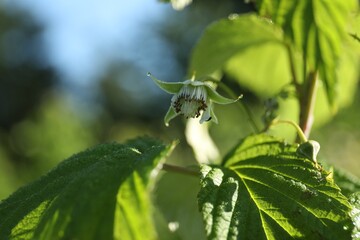 Raspberry bush with blossom growing outdoors on sunny day, closeup