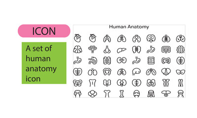 A set of human anatomy line art icon