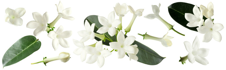 jasmine flowers and leaves isolated on white, set