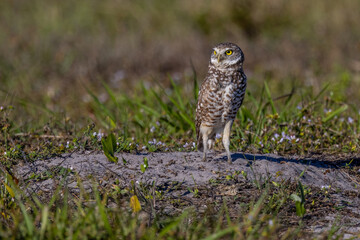 Burrowing Owl sitting in a field