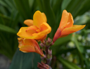 Beautiful orange-yellow orchid ij a private garden