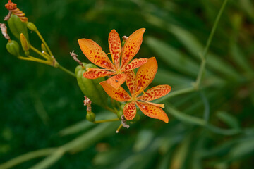 orange flowers in a formal garden