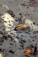 A small crab is sitting in the sand. The crab is brown and has a yellow stripe on its back. The sand is dry and the sun is shining brightly