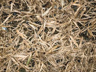 Close-up of dry bamboo leaves scattered on the ground, forming a textured natural background with earthy tones.