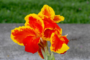 Close-up of a vivid yellow and red Canna Lily flower with intricate patterns, captured outdoors in...