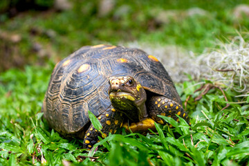 Detailed close-up of a red-footed tortoise walking on vibrant green grass, showing its patterned...