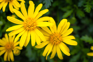 Detailed close-up of vivid yellow daisies in full bloom, surrounded by lush green foliage, captured in natural daylight.