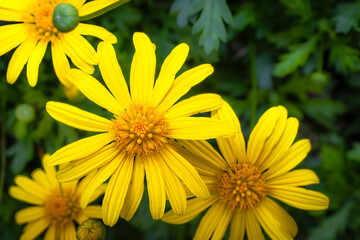 Detailed close-up of vivid yellow daisies in full bloom, surrounded by lush green foliage, captured in natural daylight.