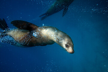 Naklejka premium A playful Australian fur seal exhaling air whilst gliding underwater in the deep blue. Captured whilst diving Montague Island on the East Coast of Australia.