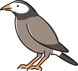 手描きのムクドリのイラスト