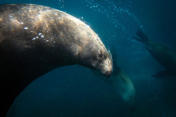 Close-up portrait of a large Australian fur seal bull in the light below the ocean’s surface....