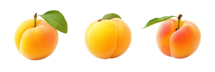 Apricot varieties with leaves