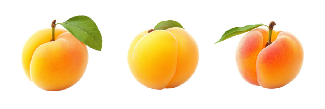 Apricot varieties with leaves