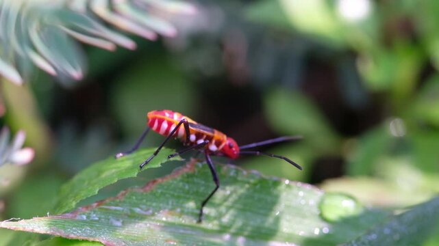 Macro Footage of a Red cotton stainer bug on a leaf. Videography Ladybugs of the species Dysdercus Cingulatus live in the wild. Insect life in natural ecosystems. Science and biology. 4K Resolution